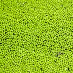 Primo piano dettagliato di una fitta copertura di Azolla sulla superficie di uno stagno per pesci, obiettivo macro 85mm, alta definizione, illuminazione naturale diffusa, piccole foglie verdi brillanti, alcune radici visibili sott'acqua.