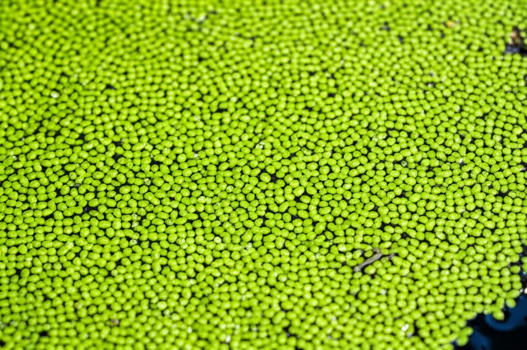 Primo piano dettagliato di una fitta copertura di Azolla sulla superficie di uno stagno per pesci, obiettivo macro 85mm, alta definizione, illuminazione naturale diffusa, piccole foglie verdi brillanti, alcune radici visibili sott'acqua.