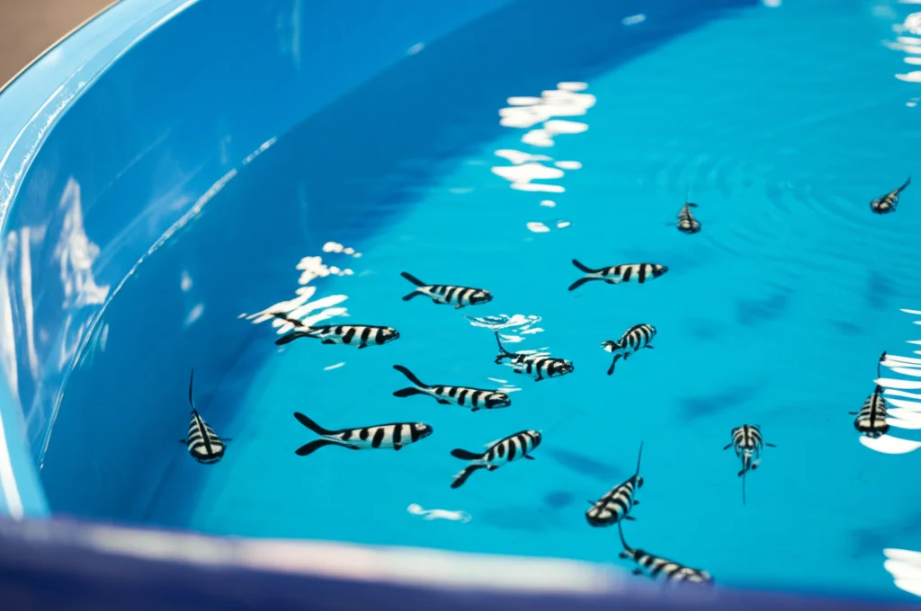 Fotografia grandangolare, obiettivo 20mm, che mostra diversi piccoli pesci robotici che nuotano in formazione vicino al bordo curvo di un'arena circolare piena d'acqua. Illuminazione controllata che crea riflessi drammatici sulla superficie dell'acqua. Messa a fuoco nitida sui pesci, sfondo leggermente sfocato per profondità di campo.