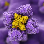Visualizzazione 3D della proteina B7-H3 sulla membrana di una cellula di Medulloblastoma. Immagine ad alto dettaglio con illuminazione drammatica che evidenzia la struttura proteica. Sfondo sfocato rappresentante tessuto cerebrale. Profondità di campo ridotta per focalizzare sulla proteina. Colori contrastanti, magari duotone viola e giallo, per simboleggiare il suo doppio ruolo (immunoregolatore e pro-tumorale).