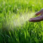 Fotografia macro di una mano che spruzza delicatamente una soluzione fogliare contenente zinco su giovani piante di grano verde brillante in un campo, obiettivo macro 105mm, focus selettivo sulle goccioline d'acqua iridescenti sulle foglie, luce mattutina morbida che illumina la scena.
