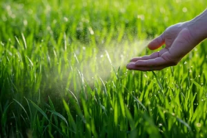 Fotografia macro di una mano che spruzza delicatamente una soluzione fogliare contenente zinco su giovani piante di grano verde brillante in un campo, obiettivo macro 105mm, focus selettivo sulle goccioline d'acqua iridescenti sulle foglie, luce mattutina morbida che illumina la scena.