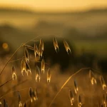 Campo dorato di avena matura al tramonto, focus nitido sulle spighe in primo piano con gocce di rugiada, sfondo leggermente sfocato di un paesaggio collinare, stile fotografia naturalistica, obiettivo macro 100mm, luce calda e controllata, alta definizione.