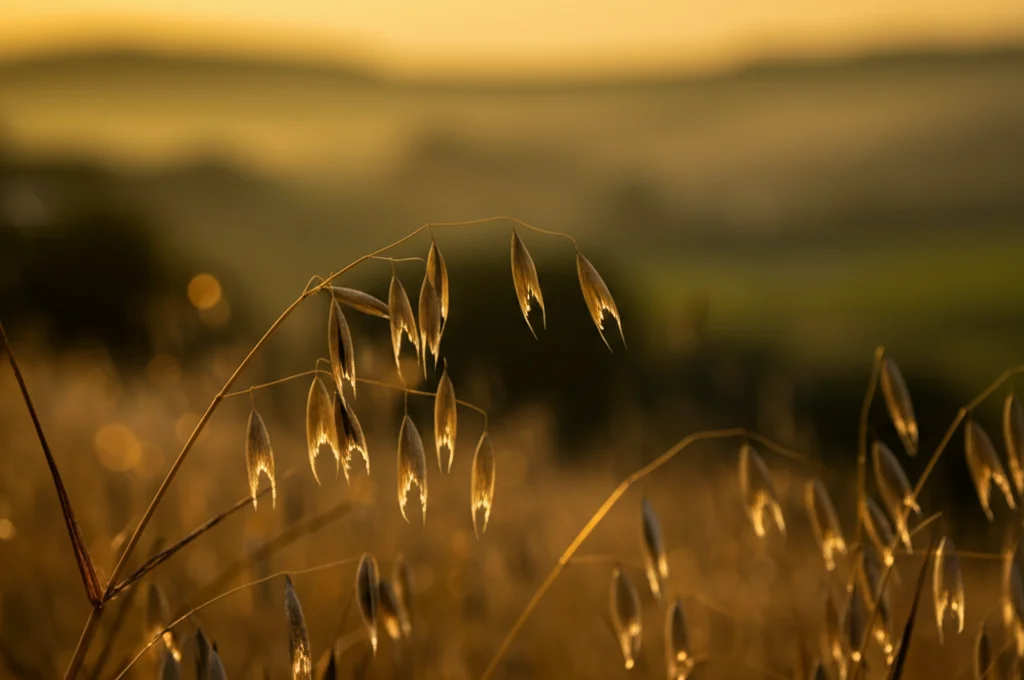 Campo dorato di avena matura al tramonto, focus nitido sulle spighe in primo piano con gocce di rugiada, sfondo leggermente sfocato di un paesaggio collinare, stile fotografia naturalistica, obiettivo macro 100mm, luce calda e controllata, alta definizione.