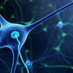 Immagine concettuale fotorealistica del cervello di un topo con neuroni stilizzati e brillanti in primo piano. Due tipi distinti di neuroni o percorsi neurali sono evidenziati con colori diversi (es. blu e verde acqua) per rappresentare le funzioni differenziali delle proteine LNX1 e LNX2. Obiettivo grandangolare 24mm, profondità di campo, illuminazione drammatica con fasci di luce che mettono in risalto le connessioni neurali intricate, stile cinematografico high-tech.