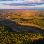 Veduta aerea di una vasta foresta gestita in Portogallo, con aree di taglio raso recenti e zone di ricrescita di diverse età, catturata con obiettivo grandangolare 15mm, luce dorata del tardo pomeriggio, messa a fuoco nitida su tutta la scena, nuvole soffici.