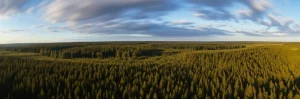 Panoramica aerea di una vasta foresta europea con zone chiaramente gestite e altre più selvagge, simbolo della diversità e della gestione forestale, wide-angle lens, 15mm, long exposure for smooth clouds, sharp focus across the landscape, luce del tardo pomeriggio.