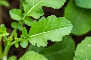 Fotografia macro di una giovane pianta di colza (Brassica napus) in campo. Il focus è sulle foglie basali, mostrando chiaramente la forma del margine seghettato e la struttura del picciolo, con alcune foglie che presentano piccoli lobi e altre no. Obiettivo macro 100mm, alta definizione, luce naturale diffusa, messa a fuoco precisa sulla venatura e la struttura fogliare.