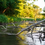 Immagine suggestiva di un corso d'acqua agricolo non canalizzato nel Midwest, ricco di legna instream (tronchi, radici) che crea habitat, con una rigogliosa vegetazione ripariale arborea. Obiettivo 35mm, luce dorata del tramonto, profondità di campo che sfoca leggermente lo sfondo evidenziando il legno e l'acqua.