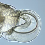 Fotografia macro ad altissimo dettaglio di un embrione di Drosophila in fase di chiusura dorsale, obiettivo 105mm. Focus sul punto di 'zippering' anteriore con la cucitura contrattile transitoria visibile come una linea più densa e tesa dietro il punto di fusione. L'amnioserosa traslucida è visibile sotto. Illuminazione laterale controllata per enfatizzare le strutture tridimensionali, la tensione tissutale e la precisione della chiusura epiteliale. Si percepisce il movimento progressivo della chiusura segmento per segmento.