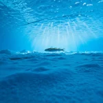 Fotografia subacquea di un giovane merluzzo polare (Boreogadus saida) che nuota agilmente sotto la superficie frastagliata e ghiacciata dell'Oceano Artico, con raggi di luce solare che filtrano debolmente dall'alto creando un'atmosfera fredda e bluastra. Telephoto zoom lens, 150mm, fast shutter speed, action tracking, sharp focus on the fish.