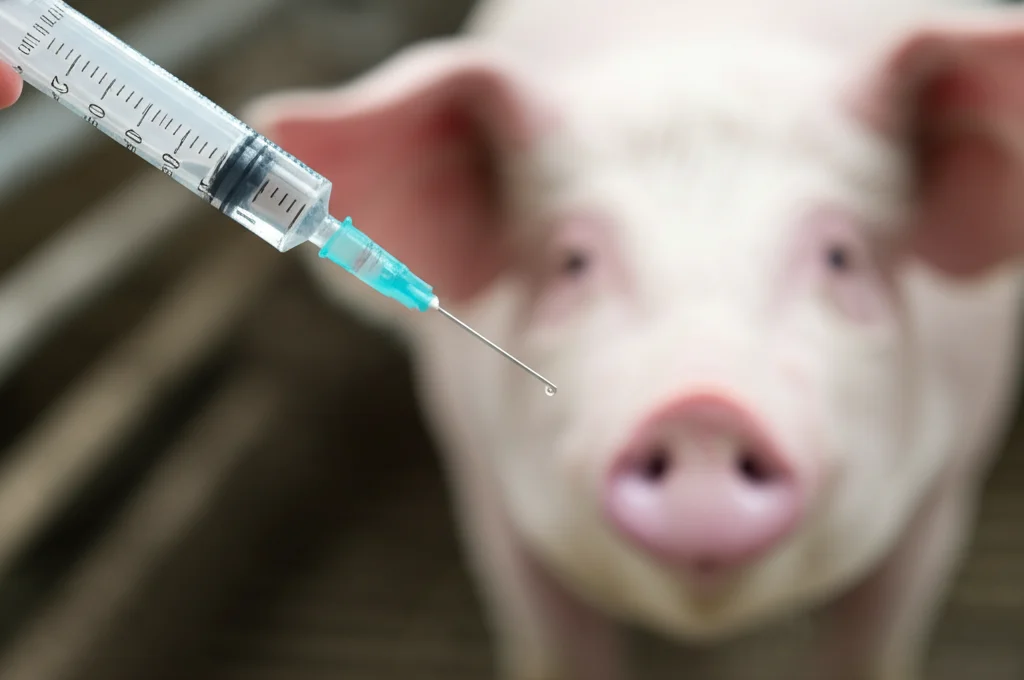 Primo piano fotorealistico di una siringa con vaccino vicino a un suino sano in allevamento, obiettivo prime 50mm, profondità di campo per sfocare lo sfondo, illuminazione controllata che evidenzia la goccia di vaccino sulla punta dell'ago.