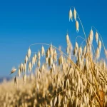 Campo dorato di orzo polistico maturo in Turchia sotto un cielo azzurro limpido, con spighe di diverse forme e dimensioni in primo piano che mostrano la variabilità genetica. Obiettivo grandangolare 24mm, messa a fuoco nitida sulle spighe in primo piano con sfondo leggermente sfocato, luce naturale del tardo pomeriggio che crea ombre morbide, evocando diversità e potenziale agricolo.