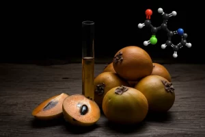 Composizione still life fotorealistica: frutti di sapota maturi e acerbi (varietà PKM-1) affiancati su una superficie di legno rustico scuro. Accanto, una provetta di vetro contenente un estratto vegetale di colore ambrato e una rappresentazione molecolare stilizzata in 3D dell'acido clorogenico sospesa sopra la scena. Illuminazione da studio drammatica e controllata che evidenzia le texture, obiettivo macro 100mm, alta definizione, messa a fuoco selettiva sui frutti acerbi.