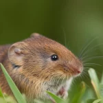 Fotografia ritratto ravvicinata di un'arvicola comune (Microtus arvalis) che sbircia dall'erba, una singola minuscola pulce appena visibile sull'orecchio, profondità di campo ridotta, luce naturale, obiettivo 35mm prime lens.