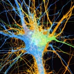 Immagine fotorealistica di una scansione MRI cerebrale T2 FLAIR sovrapposta a una rete neurale astratta e luminosa, simboleggiando l'uso dell'intelligenza artificiale per l'analisi e la diagnosi precoce del Parkinson. Obiettivo macro 60mm, alto dettaglio, illuminazione controllata, sfondo scuro.