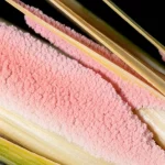 Macro fotografia di una spiga di grano infetta da Fusarium graminearum, evidenziando le lesioni rosa-arancio tipiche della Fusariosi della spiga (FHB), obiettivo macro 100mm, alta definizione, illuminazione controllata per enfatizzare la texture del fungo e del chicco.