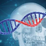 Visualizzazione 3D fotorealistica del gene TCF12 come un filamento di DNA stilizzato, con evidenziate in rosso le aree corrispondenti ai siti di splicing studiati (esoni 16, 17, 19). Sullo sfondo, una rappresentazione astratta ma dettagliata di un cranio infantile con suture evidenziate. Illuminazione drammatica, profondità di campo, obiettivo 35mm, colori contrastanti (DNA blu/viola, siti mutati rossi, sfondo cranio grigio/bianco).