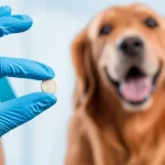 Primo piano di una compressa masticabile Simparica Trio® tenuta tra le dita guantate di un veterinario, con un cane felice e attento sfocato sullo sfondo. Obiettivo prime, 50mm, profondità di campo ridotta per mettere a fuoco la compressa, illuminazione chiara da studio.