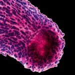 Immagine fotorealistica al microscopio di un villo coriale placentare umano, obiettivo macro 105mm, alta definizione, illuminazione controllata che mette in risalto la complessa struttura cellulare e suggerisce l'attività molecolare interna degli sncRNA.