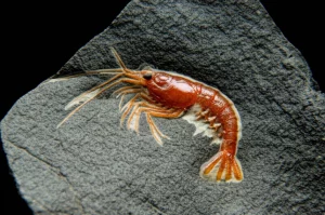 Immagine fotorealistica, obiettivo macro 100mm, che mostra un fossile di gamberetto splendidamente conservato incastonato in roccia sedimentaria scura, evidenziando l'eccezionale conservazione dei tessuti molli possibilmente dovuta a specifiche condizioni redox durante la fossilizzazione. Alto dettaglio, messa a fuoco precisa, illuminazione controllata.