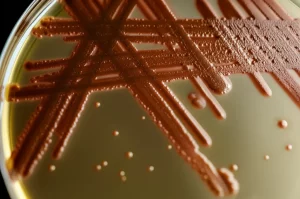 Colonie microbiche colorate che crescono e interagiscono su una piastra di Petri, simboleggiando la resistenza biotica e l'invasione. Fotografia macro, obiettivo 100mm, alta definizione, illuminazione drammatica laterale.