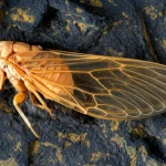 Fotografia macro estremamente dettagliata del fossile di Eoplatypleura messelensis, la prima cicala canterina dell'Eocene scoperta a Messel. Obiettivo macro 90mm, illuminazione da studio controllata per massimizzare i dettagli delle ali, del corpo e della texture dello scisto bituminoso scuro. Messa a fuoco precisa sull'esemplare fossile.