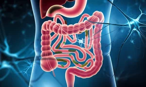 Illustrazione concettuale fotorealistica dell'asse intestino-cervello. Si vedono neuroni stilizzati collegati a un intestino sano con un microbiota equilibrato, mentre molecole di Nanocellulosa-Geniposide interagiscono positivamente. Obiettivo prime 35mm, profondità di campo che sfoca lo sfondo, illuminazione soffusa e positiva.