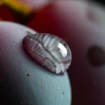 Primo piano estremo di un acino d'uva 'Siah-e-Samarghandi' maturo e scuro, coperto da una leggera pruina, con una goccia d'acqua che ne riflette la superficie lucida, lente macro 105mm, illuminazione drammatica laterale, altissimo dettaglio della buccia, sfondo scuro sfocato.
