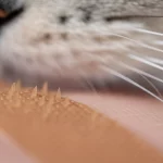 Primo piano macro di un cerotto con microaghi dissolvibili piramidali, tenuto delicatamente vicino alla pelle morbida di un gatto. Macro lens, 100mm, high detail, controlled lighting, shallow depth of field, focus on the sharp microneedle tips.
