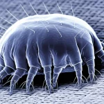 Macro fotografia di acari della polvere (Dermatophagoides farinae) su un tessuto, obiettivo macro 100mm, alta definizione, illuminazione controllata per evidenziare i dettagli degli allergeni.