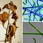 Primo piano di una pianta di cotone infetta da Verticillium dahliae (huangweibingjun), con foglie appassite e ingiallite accanto a una visualizzazione microscopica del fungo, obiettivo macro 70mm, alta definizione, illuminazione da studio controllata.