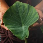 Primo piano macro di mani di una persona Nativa Hawaiana che tengono delicatamente una foglia di taro (kalo), simbolo culturale, con un sottile e artistico motivo a doppia elica del DNA sovrapposto o sullo sfondo. Illuminazione da studio controllata, obiettivo macro 90mm, alta definizione dei dettagli sulla foglia e sulle mani, messa a fuoco selettiva.