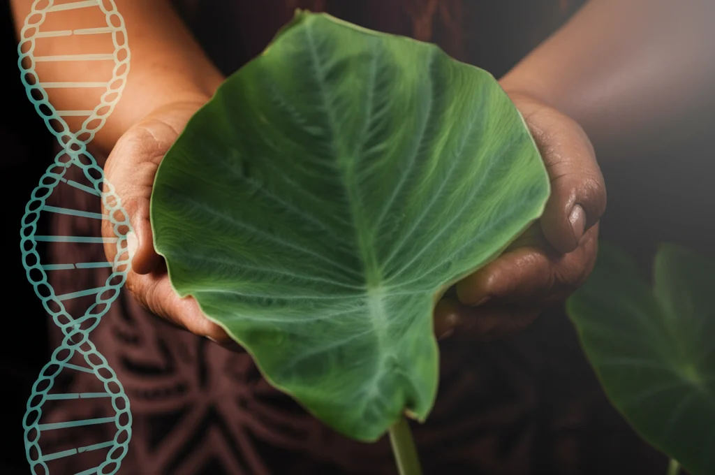 Primo piano macro di mani di una persona Nativa Hawaiana che tengono delicatamente una foglia di taro (kalo), simbolo culturale, con un sottile e artistico motivo a doppia elica del DNA sovrapposto o sullo sfondo. Illuminazione da studio controllata, obiettivo macro 90mm, alta definizione dei dettagli sulla foglia e sulle mani, messa a fuoco selettiva.