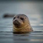 Ritratto fotografico di una foca anellata del Saimaa (Pusa hispida saimensis) che emerge dall'acqua con gocce che le scivolano sulla pelliccia, sfondo leggermente sfocato del lago Saimaa, obiettivo da ritratto 85mm, profondità di campo ridotta, luce naturale morbida.