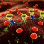 Visualizzazione artistica di cellule tumorali della lingua (Cal27) che subiscono morte cellulare immunogenica. Si vedono molecole come CRT (rosse) sulla superficie cellulare e molecole HMGB1 e ATP (gialle/blu) rilasciate all'esterno, attirando cellule immunitarie stilizzate. Macro lens, 100mm, high detail, controlled lighting, concept art basato su dati scientifici.