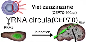 Visualizzazione astratta di un RNA circolare (circCEP70) che codifica per una proteina (CEP70-160aa) all'interno di una cellula epatica, con evidenza dell'interazione con PKM2 e l'inibizione della traslocazione nucleare. Stile fotorealistico scientifico, obiettivo macro 90mm, alta definizione, illuminazione da laboratorio.