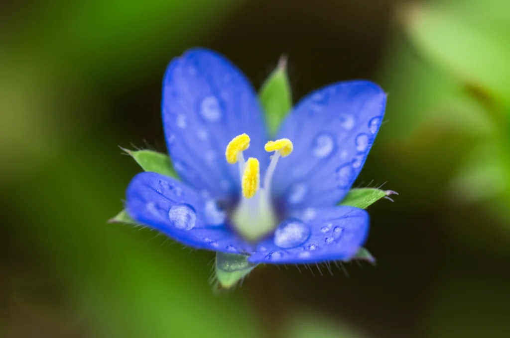 Macro fotografia di un fiore blu brillante di Commelina communis (erba miseria) con stami gialli prominenti, gocce di rugiada sui petali delicati, scattata con obiettivo macro 100mm, alta definizione, messa a fuoco precisa sul centro del fiore, luce morbida del mattino, sfondo naturale sfocato.