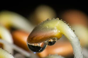 Primo piano macro di semi di pomodoro trattati con un estratto di microalghe verdi, mostrando le prime fasi della germinazione con radichette bianche e delicate emergenti dal tegumento del seme. Lente macro 105mm, alta definizione, illuminazione controllata laterale per creare ombre morbide ed evidenziare la texture umida del seme e la delicatezza della radichetta, goccioline d'acqua scintillanti visibili sulla superficie.