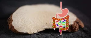 Fotografia macro ad alta definizione di un pezzo del fungo Poria cocos (sclerotia) con la sua texture distintiva, accanto a una rappresentazione stilizzata di un intestino sano e vibrante con batteri benefici. Obiettivo macro 105mm, illuminazione laterale controllata per evidenziare i dettagli, sfondo leggermente sfocato.