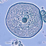 Fotografia macro ad alta definizione di una blastocisti suina in vitro, obiettivo 100mm, illuminazione controllata e precisa, che mostra chiaramente la massa cellulare interna (ICM) e il trofectoderma, simbolo della ricerca sull'embriogenesi e l'effetto dell'Interleuchina-7.