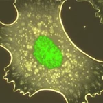 Fotografia macro, obiettivo 85mm, che mostra una cellula di mammifero sana in una piastra Petri. Dalla cellula viene secreta una proteina verde brillante (simbolo di sHRP) nel mezzo di coltura circostante, che appare chiaro. L'immagine simboleggia un sistema reporter non litico. High detail, precise focusing, illuminazione controllata che enfatizza la cellula e la proteina secreta.