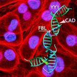 Illustrazione scientifica fotorealistica del meccanismo FBL-YY1-CAD nel nucleo di una cellula di epatocarcinoma, con la proteina FBL (rosso) che recluta il fattore YY1 (blu) sul DNA (filamento grigio) per attivare l'espressione del gene CAD, evidenziando l'interazione molecolare. Obiettivo macro 60mm, alta definizione, illuminazione controllata focalizzata sul complesso proteico-DNA.