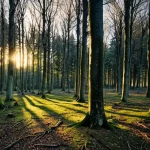 Panoramica di una foresta di faggi atlantica in pianura, alcuni alberi mostrano segni di stress idrico con fogliame rado o ingiallito, mentre in lontananza si intravedono conifere più scure (pini). Wide-angle lens, 20mm, sharp focus, luce del tardo pomeriggio che crea lunghe ombre, atmosfera leggermente malinconica che suggerisce vulnerabilità al cambiamento climatico.