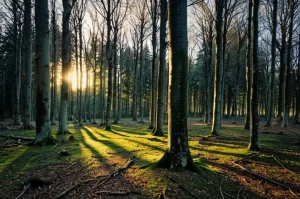 Panoramica di una foresta di faggi atlantica in pianura, alcuni alberi mostrano segni di stress idrico con fogliame rado o ingiallito, mentre in lontananza si intravedono conifere più scure (pini). Wide-angle lens, 20mm, sharp focus, luce del tardo pomeriggio che crea lunghe ombre, atmosfera leggermente malinconica che suggerisce vulnerabilità al cambiamento climatico.