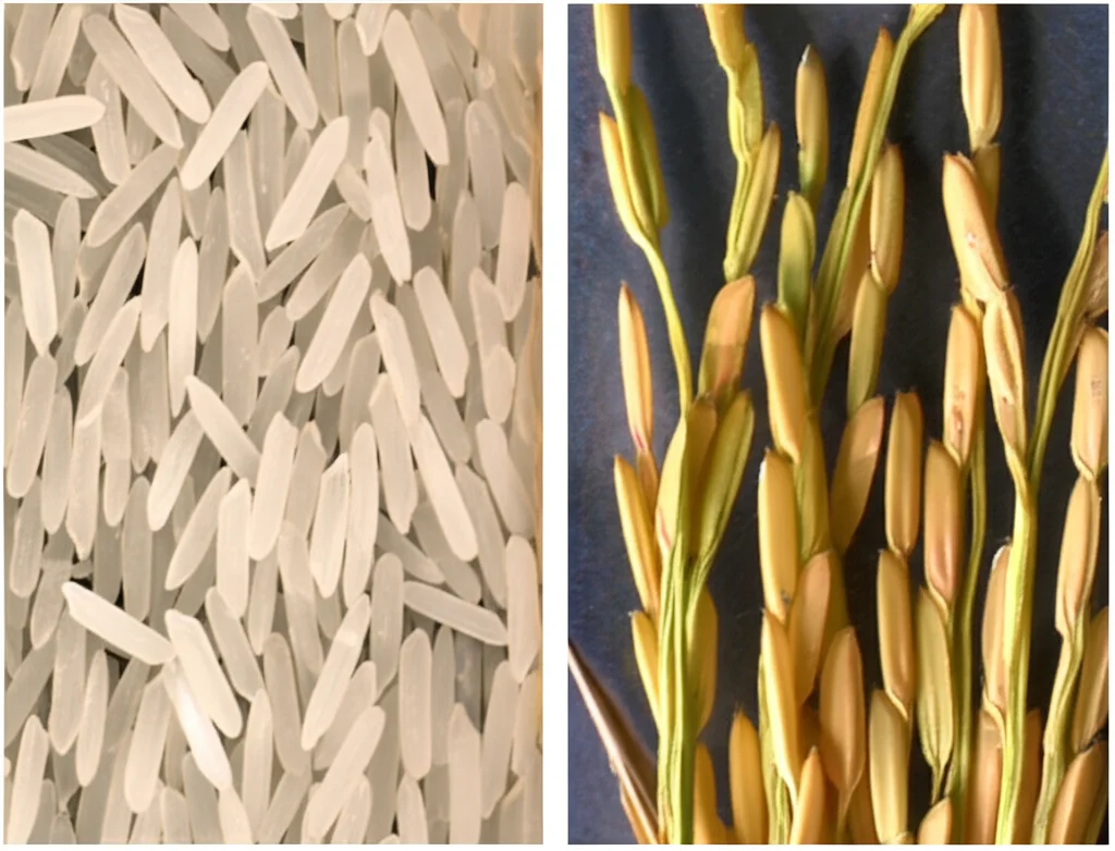 Fotografia macro di chicchi di riso su una superficie neutra, illuminazione controllata per evidenziare i dettagli. A sinistra, chicchi di riso normali (wild type). A destra, chicchi di riso mutanti ostgs1-1, visibilmente più lunghi, larghi e spessi. Obiettivo macro 100mm, alta definizione, messa a fuoco precisa sulle differenze di dimensione e forma.