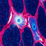 Immagine concettuale medica che illustra il tessuto miometriale uterino con aree di fibrosi chiaramente evidenziate in blu tramite colorazione tricromica di Masson virtuale, sovrapposta una rappresentazione grafica luminosa della cascata di segnali della via PI3K/Akt. Profondità di campo, illuminazione focalizzata sulle aree patologiche, alta risoluzione, stile fotorealistico.