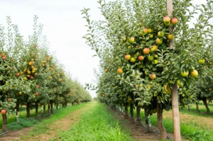 Un melo in un frutteto moderno ad alta densità che mostra gravi segni di stress da siccità, con foglie appassite e ingiallite, accanto a un melo sano e rigoglioso nello stesso frutteto. Contrasto visivo forte, obiettivo 35mm, profondità di campo.