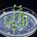 Macro fotografia di giovani germogli multipli di lino (Linum usitatissimum) che crescono rigogliosi in vitro su un terreno di coltura agarizzato all'interno di una capsula di Petri trasparente. L'illuminazione è controllata e mette in risalto i dettagli delle piccole foglie verdi e degli steli. Obiettivo macro 100mm, alta definizione, messa a fuoco precisa sui germogli.