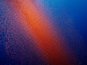 Wildlife photography di un enorme sciame di krill antartico (Euphausia superba) che brilla di rosso-arancio sotto le profonde acque blu antartiche, obiettivo zoom teleobiettivo, 200mm, velocità dell'otturatore elevata per catturare il movimento individuale del krill all'interno dello sciame, tracciamento dell'azione.